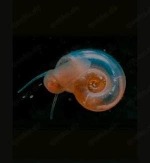 Anisus sp. Tellerschnecken   Fische   Aquarium 
