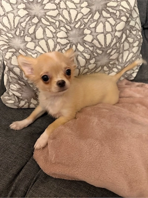 Chihuahua Welpe