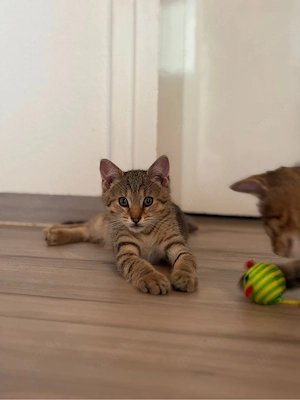 Zwei liebe Katzenbrüder