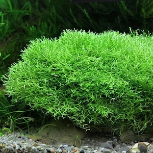 Teichlebermoos   Pflanzen   Aquarium   Fische 