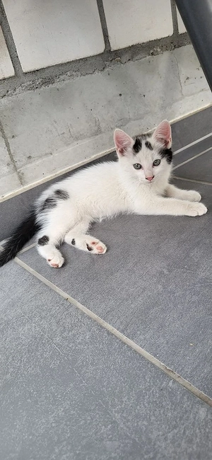 Babykatzen 