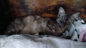 3 wunderschöne kitten abgabebereit am 12.10.2026 