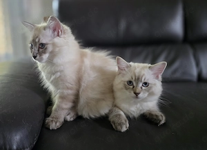 "Platz vor Preis"  Ragoll Kitten 3 Kater 13 Wochen alt