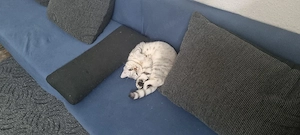 Eine wunderschöne, freundliche Katze, die Küsse liebt, besonders von Kindern. 