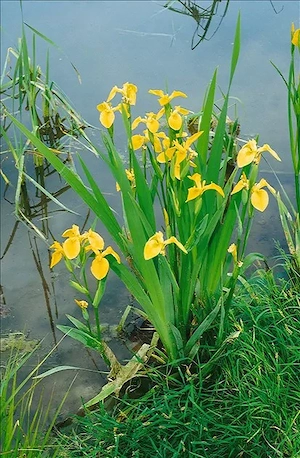 Gelbe Schwertlilie   Pflanzen   Teich   Garten   Fische 