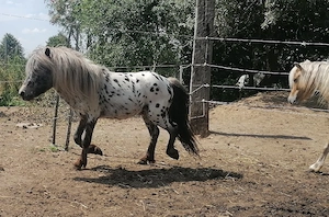 Shetty Shetland Appaloosa 