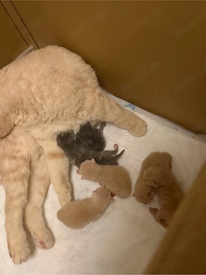 BKH kitten 