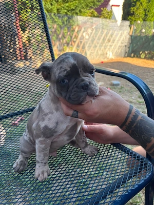 französische bulldogge welpen 
