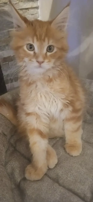 Süßer reinrassiger Maine Coon Kater sucht neues Zuhause