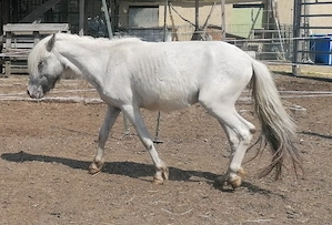 Shetty Shetland fewspot