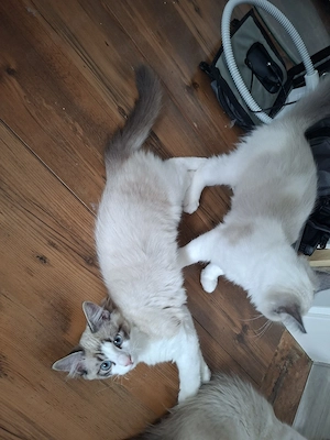 Ragdoll x Heilige Birma Kitten Katzen