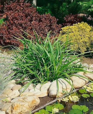 Hängesegge   Pflanzen   Teich   Garten   Fische 