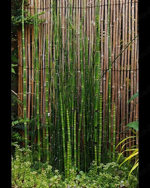Japanischer Schachtelhalm   Pflanzen   Teich   Garten   Fische 