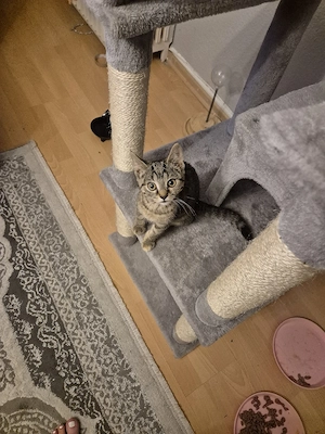 kleines liebes Kätzchen 