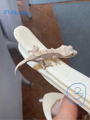 Kronengecko (Crested Gecko) (0.0.5)