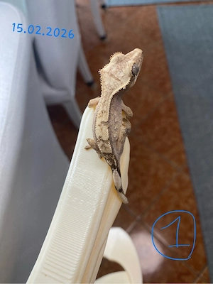 Kronengecko (Crested Gecko) (0.0.5)