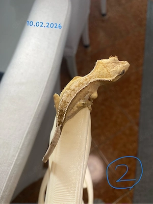 Kronengecko (Crested Gecko) (0.0.5)