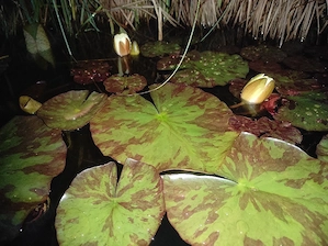 Schwefel Seerose   Nymphaea Sulphurea   Pflanzen   Teich   Aquarium   Fische 