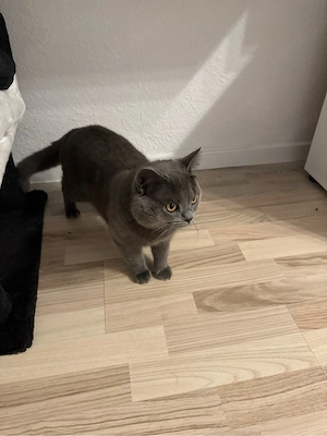 kater zuverkaufe
