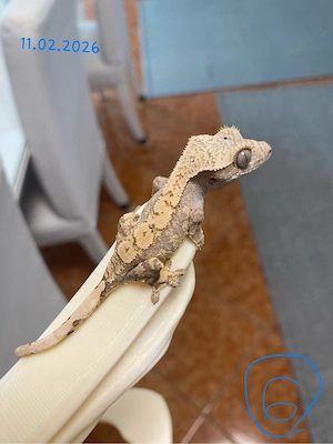 Kronengecko (Crested Gecko) (0.0.4)