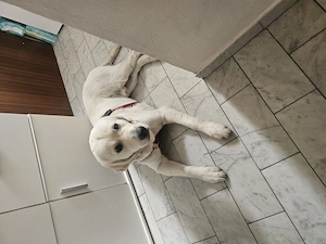 Pasa sucht eine neue Familie