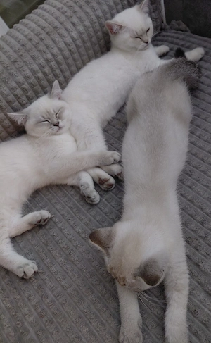 BKH - Silverschadet &Bluepoint,  Mädchen 