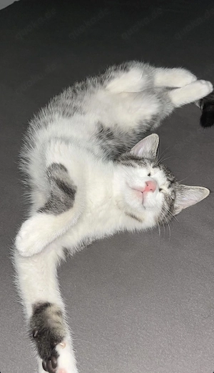 Europäische Kurzhaar Kitten