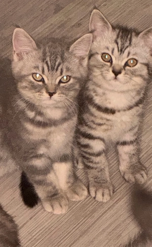    5 bezaubernde British-Kurzhaar-Kitten suchen ein liebevolles Zuhause   