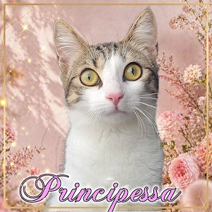 Schmusekatze, lieb und unkompliziert sucht Familie
