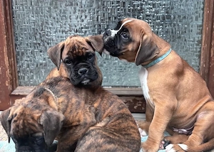 Wunderschöne Boxerwelpen suchen ein neues Zuhause