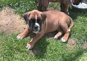 Wunderschöne Boxerwelpen suchen ein neues Zuhause