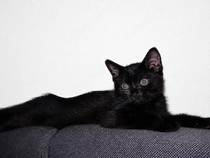 kitten abzugeben 