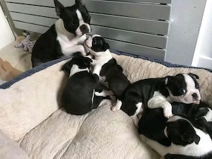  Wunderschöner Boston Terrier Welpe abzugeben   
