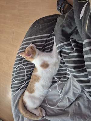 kater in weiss rot