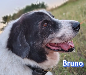 Bruno2, 10 17 - liebevoller ruhiger Senior sucht Gnadenplatz