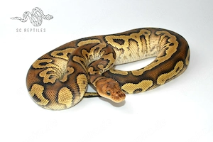 1.0 Mahogany Yellowbelly Clown, Königspython 