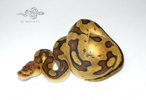 1.0 Enchi Genetic stripe Clown, Königspython 