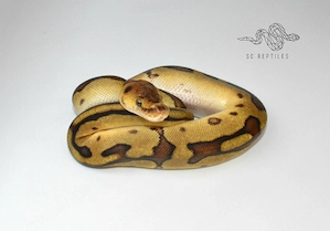 1.0 Enchi Genetic stripe Clown, Königspython 
