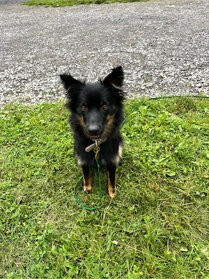 Australien Shepherd Border Colli mix 