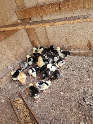 Amrocks, Australorps, Houdan Küken    