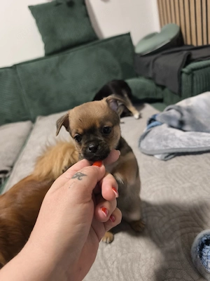 Mini Chihuahua mini Pekinese mix 