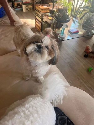 Entzückende Shih Tzu Welpen