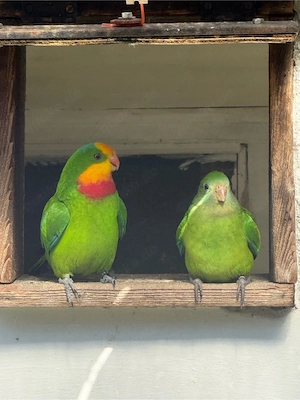Sittichpärchen