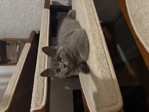 BKH Kitten, reinrassig