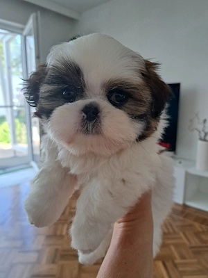 Shih Tzu Welpen Tricolour