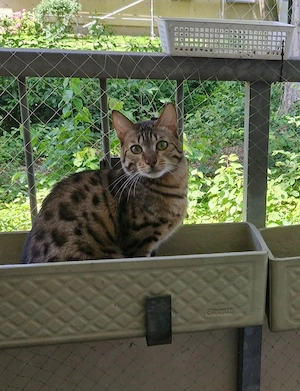 Kater sucht Zuhause