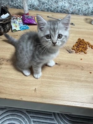 Baby Kitten suchen neues Zuhause 
