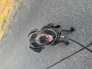 Cane Corso Hündin 6 Monate 