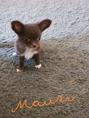 Bildhübsche Chihuahua Mädchen in Schoko abzugeben 