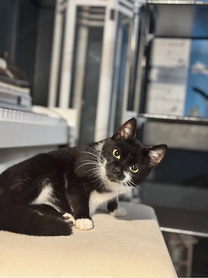 Junge katze sucht ein neues Zuhause